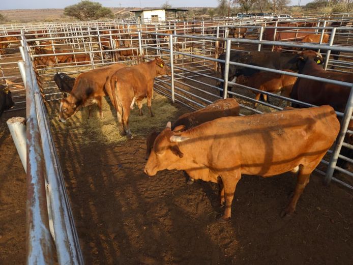 VAN NIEKERK PJ | DAIRY CATTLE 