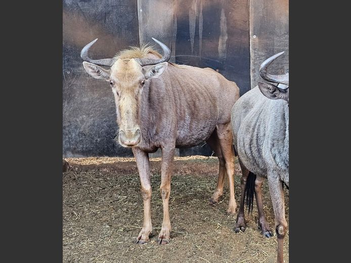 GOLDEN GNU | DEELBOS BDY