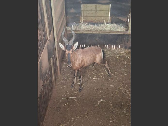 RED HARTEBEEST | HIGHLAND