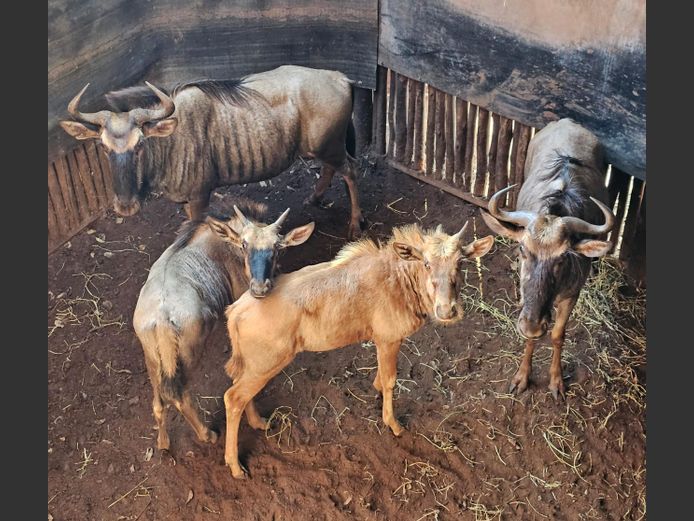 BLOUWILDEBEES | DE KOK BOERDERY