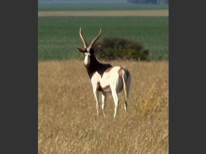 Saddleback Blesbok Ram