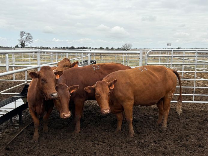 Commercial Animals