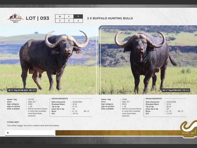 Buffalo | Masizakhe Farming