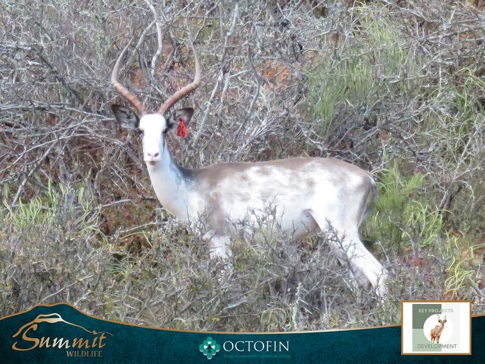 21 3/8" DAPPLED IMPALA RAM "UZUKO"
