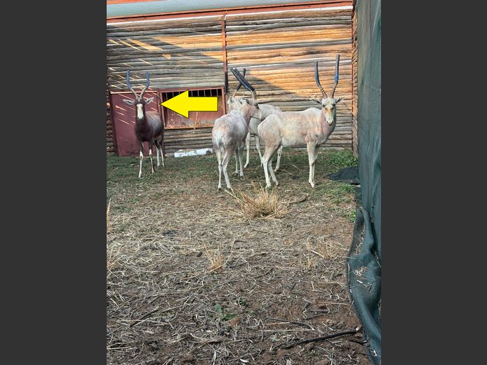 BLESBOK RAM