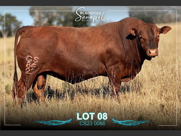 CS230086 | C.G. SHEARD