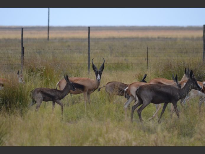 Swart Springbok | Steenbokkie (J Herselman)