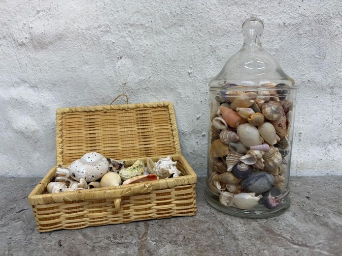 Natural Seashell Collection in Glass Apothecary Jar & Woven Box