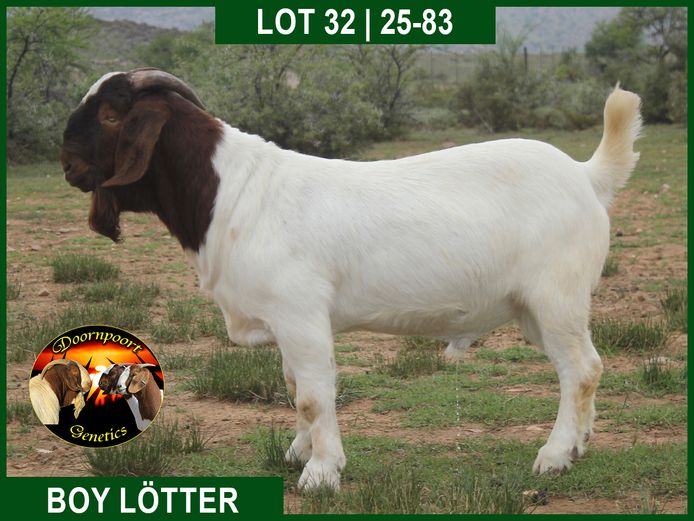 25-83 | Boy Lotter