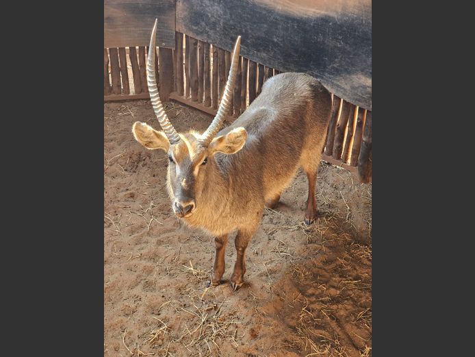 WATERBUCK | DAGBREEK