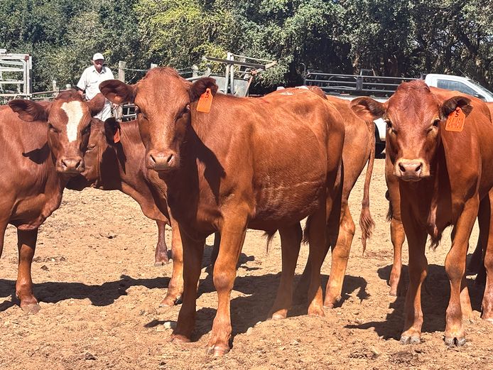 Beefmaster / Bonsmara Calves
