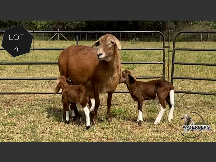 Ewe | Waterberg Meatmaster