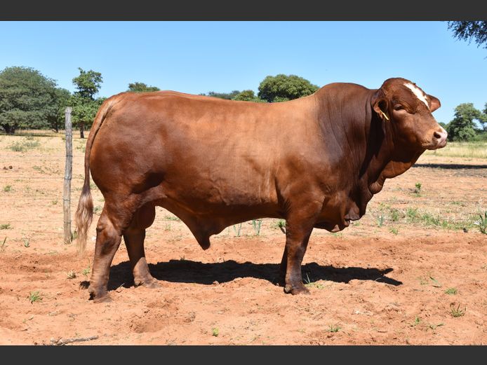 HB21322 | RUMBA SIMBRA