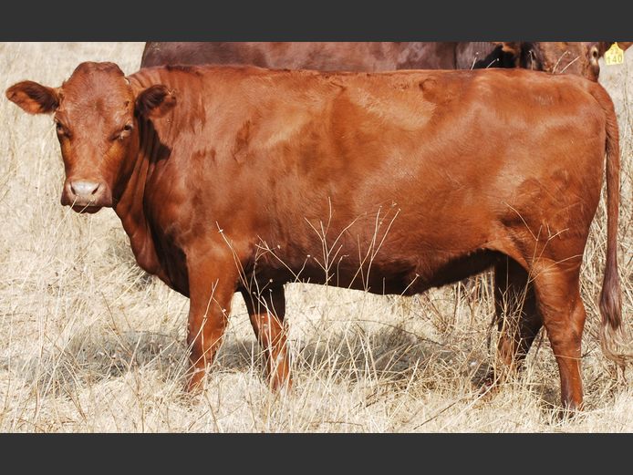 Commercial Animals
