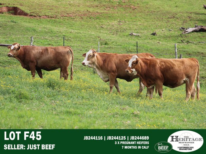 Female Animals | Just Beef
