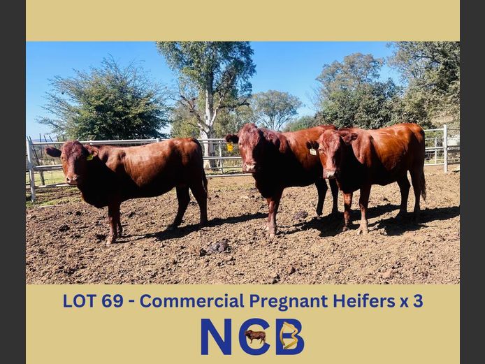 Commercial Animals | NCB Bonsmaras