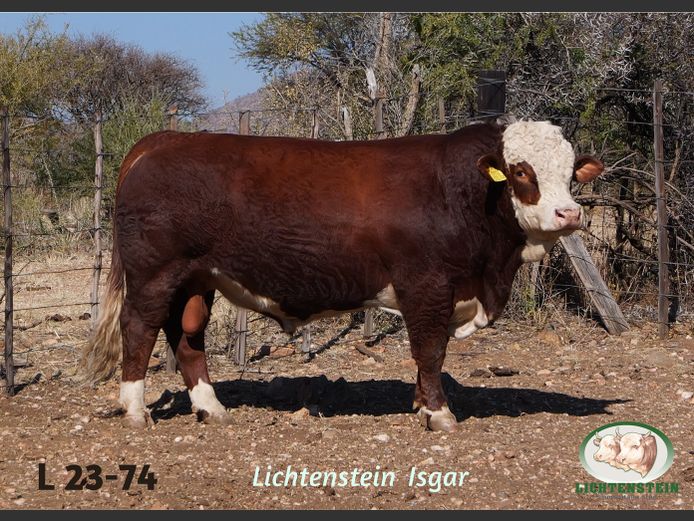 L2374 | LICHTENSTEIN SIMMENTALER STUD