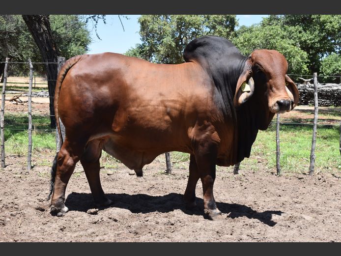 22-0015HB | RUMBA BRAHMANE 