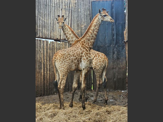 GIRAFFE | H. BODEMER