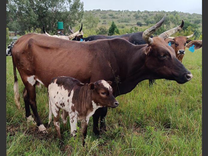 Commercial Animals | DAISIEBOO FARMS (Pty) Ltd