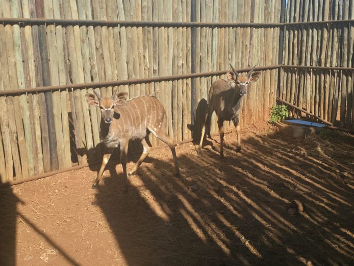 NJALA | HANLEY