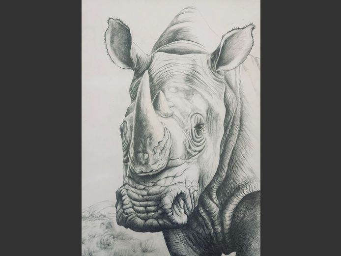 Pencil Drawing of a Rhinocerus | Mary Slatr Robinson