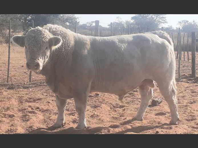 21-0036JAC | JONERUS CHAROLAIS