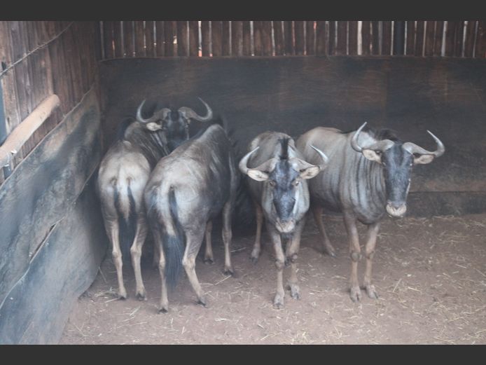 BLOUWILDEBEES