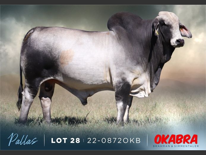 22-0872OKB | OKABRA BRAHMAN