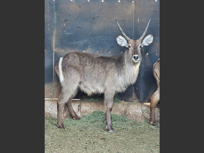 WATERBUCK | 3-SOUTH BDY
