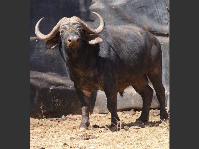BUFFEL | INTERSTATE