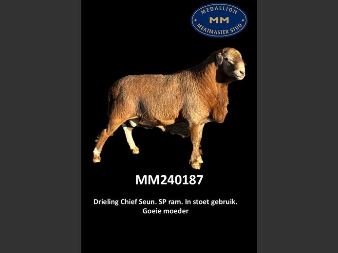 MM 240187 | MEDALLION MEATMASTER STOET