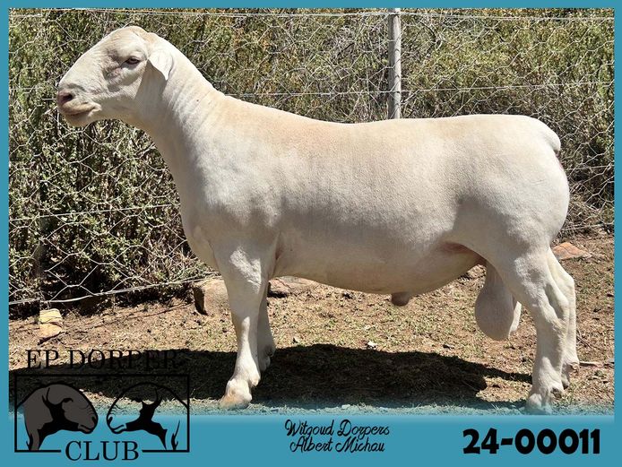 240011 | ***Albert Michau - Witgoud Dorpers