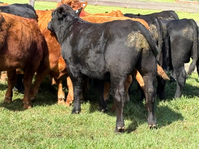 Intact Bull Calves | B. Cotterrell