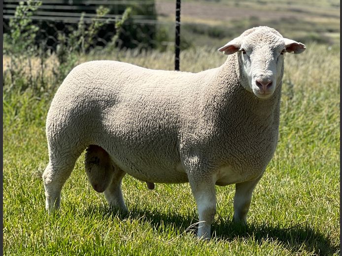 JB240136 | J.A BARNARD