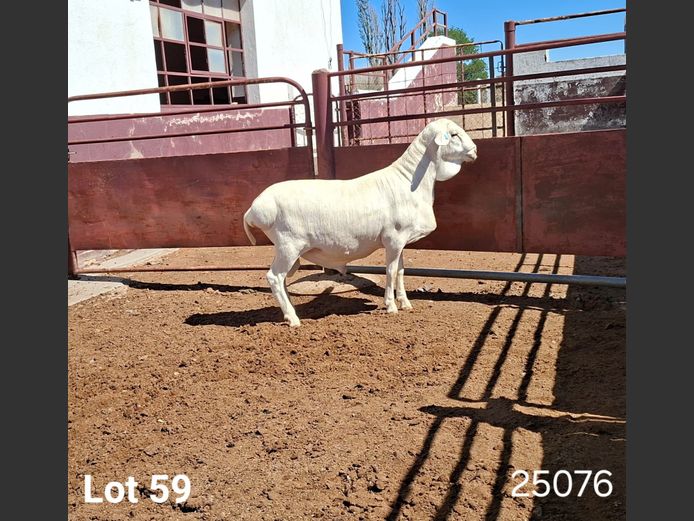 25076 | KASTEEL VAN ROOY RAMME