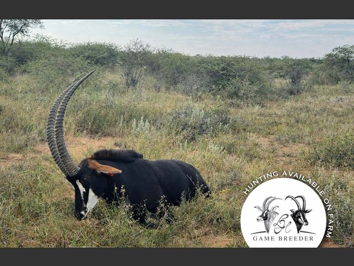 Sable Bulls | WATERBERG PLATO GAME BREEDERS
