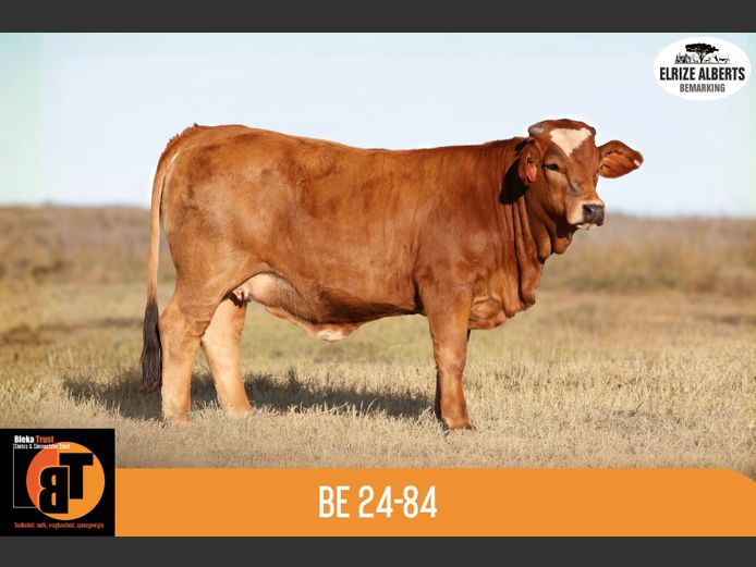 BE2484 | BLEKA TRUST