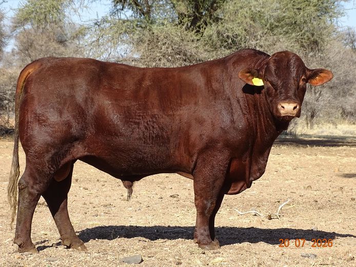 23-0002BS | MORINGA SANTA GERTUDIS STUD