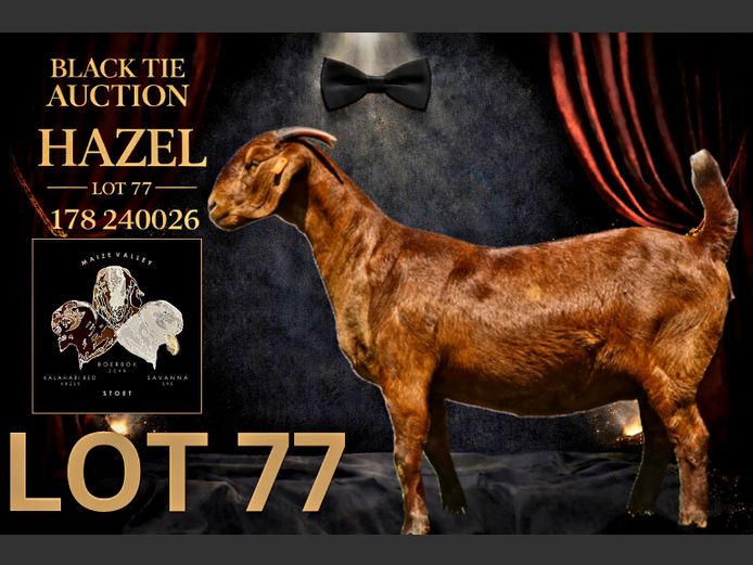 178240026 | Maize Valley Kalahari red stoet