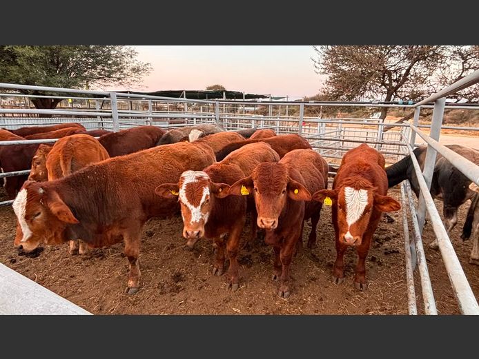 AGRA OTJIWARONGO WEANER AUCTION