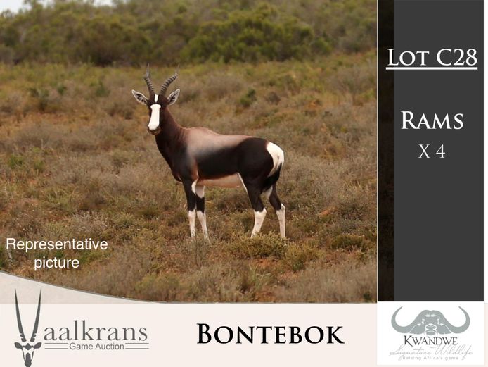 Bontebok Rams