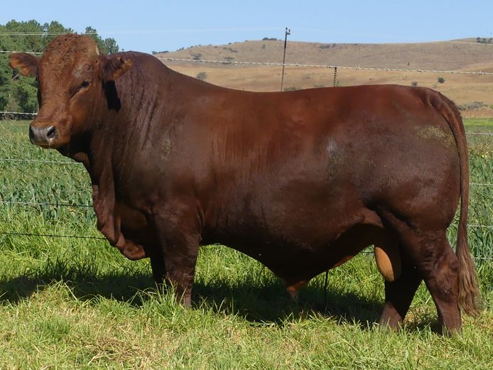 LAR 230382 | UP GEORGE FARMS CC