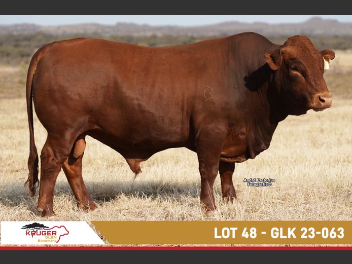 GLK230063 | KRUGER GLEN BONSMARAS