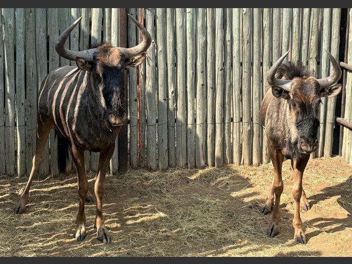 Blouwildebees Bulle