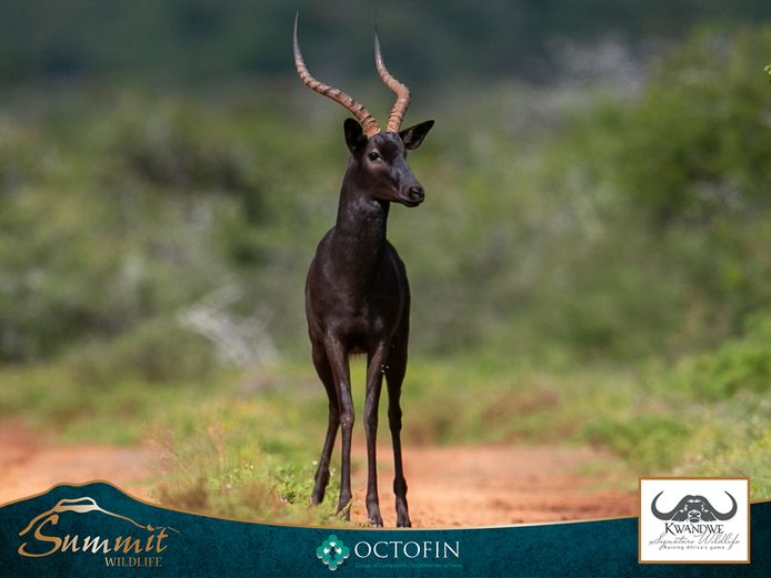 BLACK IMPALA EWES RW 23" BLACK RAM