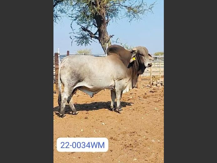 22-0034WM | MBERI BRAHMANS