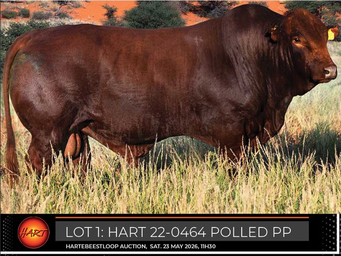 HART220464PP(c) | HARTEBEESTLOOP BONSMARA