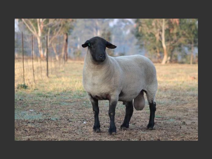 353250001 | H.P. GELDENHUYS