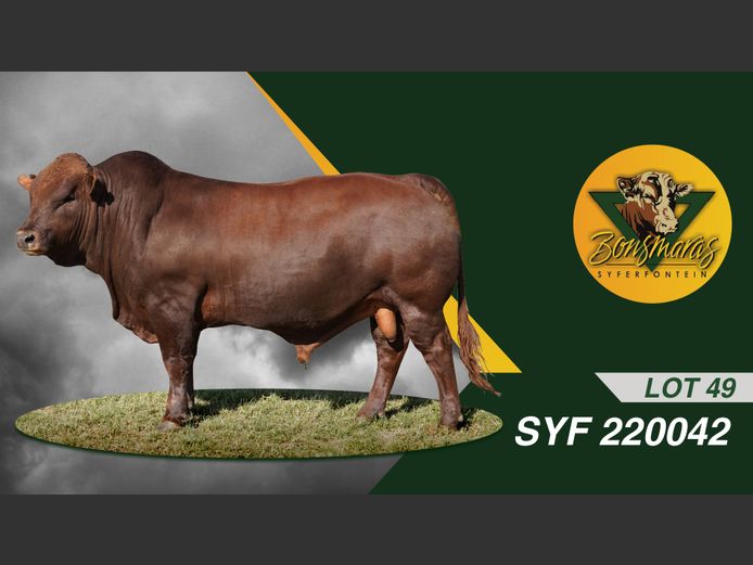 SYF220042 | SYFERFONTEIN BOERDERY